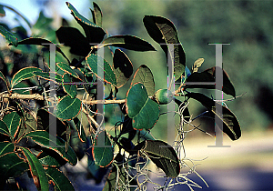 Picture of Quercus virginiana 