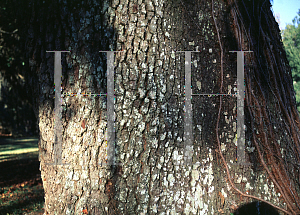 Picture of Quercus virginiana 