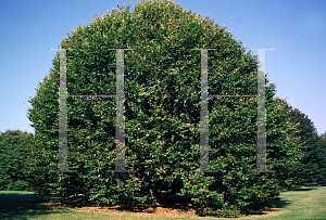 Picture of Fagus sylvatica 'Zlatia'