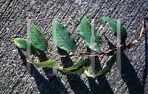 Picture of Ulmus alata 