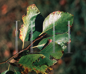 Picture of Fagus sylvatica 'Zlatia'