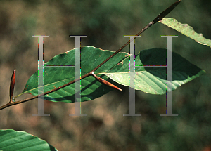 Picture of Fagus engleriana 