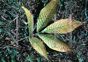 Picture of Carya ovata 'Grainger'