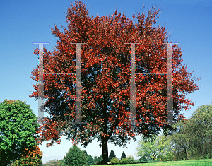 Picture of Acer rubrum 'Autumn Flame'