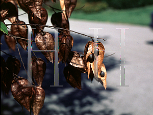 Picture of Koelreuteria paniculata 