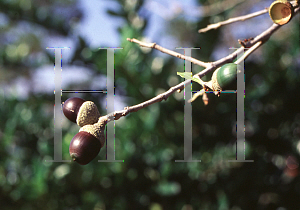 Picture of Quercus virginiana 