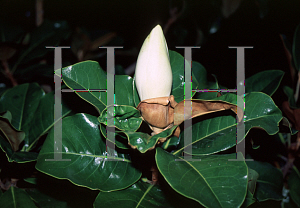 Picture of Magnolia grandiflora 