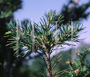 Picture of Abies sachalinensis 