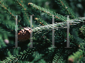 Picture of Picea abies 'Acrocona'