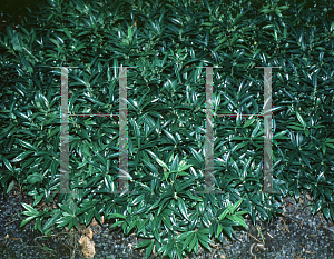 Picture of Sarcococca hookeriana var. humilis 