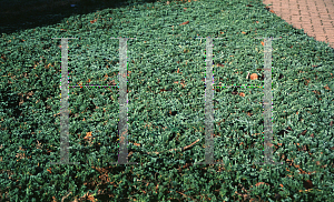 Picture of Juniperus horizontalis 'Bar Harbor'