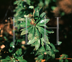 Picture of Berberis x mentorensis 