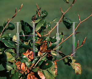 Picture of Fagus sylvatica 'Cristata'