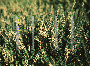 Picture of Erica carnea 