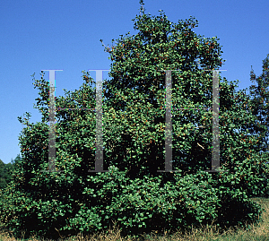 Picture of Ilex opaca 'Cape Cod'