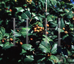 Picture of Ilex opaca 'Cape Cod'