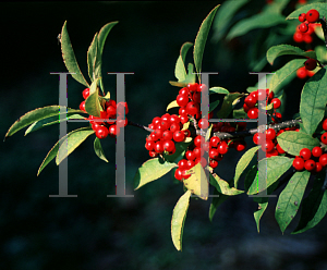 Picture of Ilex  'Bonfire'