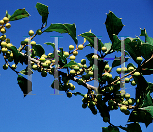 Picture of Ilex opaca 'Canary'