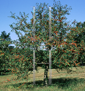 Picture of Ilex decidua 'Pocohantas'