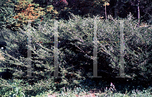 Picture of Ilex crenata 'Repandens'