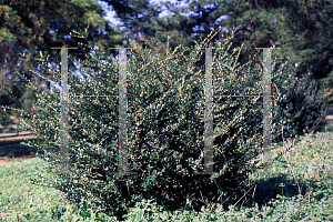 Picture of Ilex crenata 'Border Gem'