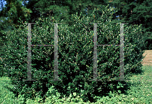 Picture of Ilex crenata 'Green Thumb'