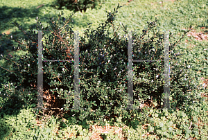 Picture of Ilex crenata 'Compacta'