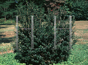 Picture of Ilex crenata 'Black Beauty'