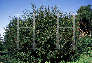 Picture of Ilex crenata 'Cherokee'