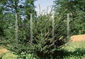 Picture of Ilex crenata 'Convexa'