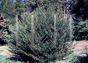 Picture of Ilex crenata 'Noble Upright'