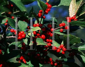 Picture of Ilex  'Sparkleberry'