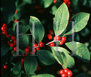 Picture of Ilex  'Harvest Red'