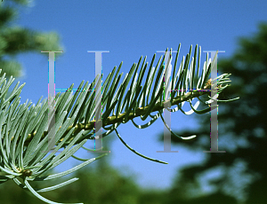 Picture of Abies concolor 'Argentea'