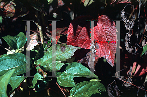 Picture of Viburnum trilobum 'Alfredo'