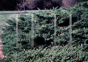 Picture of Juniperus chinensis 'Nicks Compact'