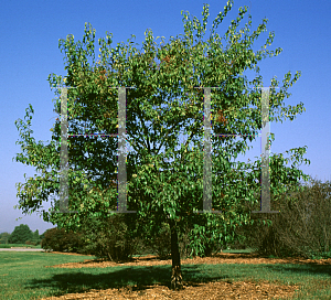 Picture of Syringa pekinensis 'Pendula'