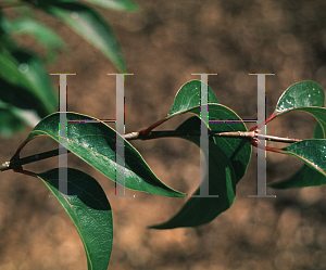 Picture of Syringa pekinensis 'Pendula'