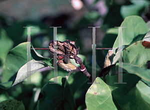 Picture of Magnolia x 'Yellow Bird'