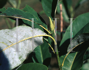 Picture of Magnolia x 'Nimbus'