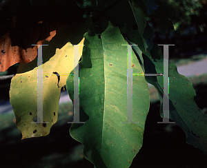 Picture of Magnolia hypoleuca 