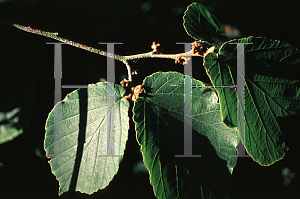 Picture of Hamamelis mollis 