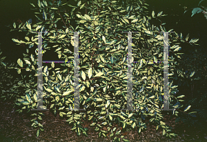 Picture of Elaeagnus pungens 'Aurea'