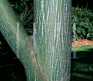 Picture of Acer davidii ssp. grosseri 