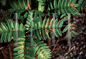 Picture of Sorbus scalaris 