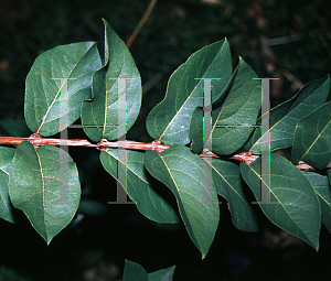 Picture of Lonicera standishii 