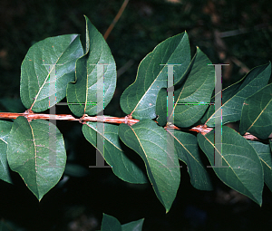 Picture of Lonicera standishii 