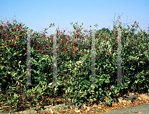 Picture of Aronia arbutifolia 'Brilliantissima'