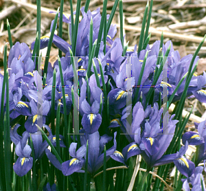 Picture of Iris reticulata 