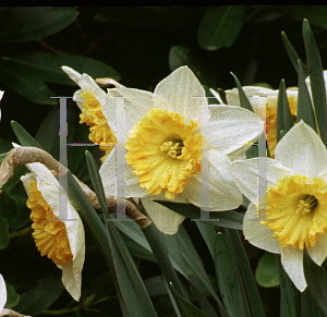 Picture of Narcissus  'Virginia Sunrise'